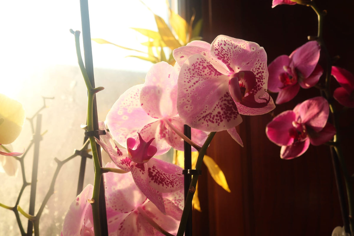 Orecchini Orchidea bronzo | fiori veri e brillanti