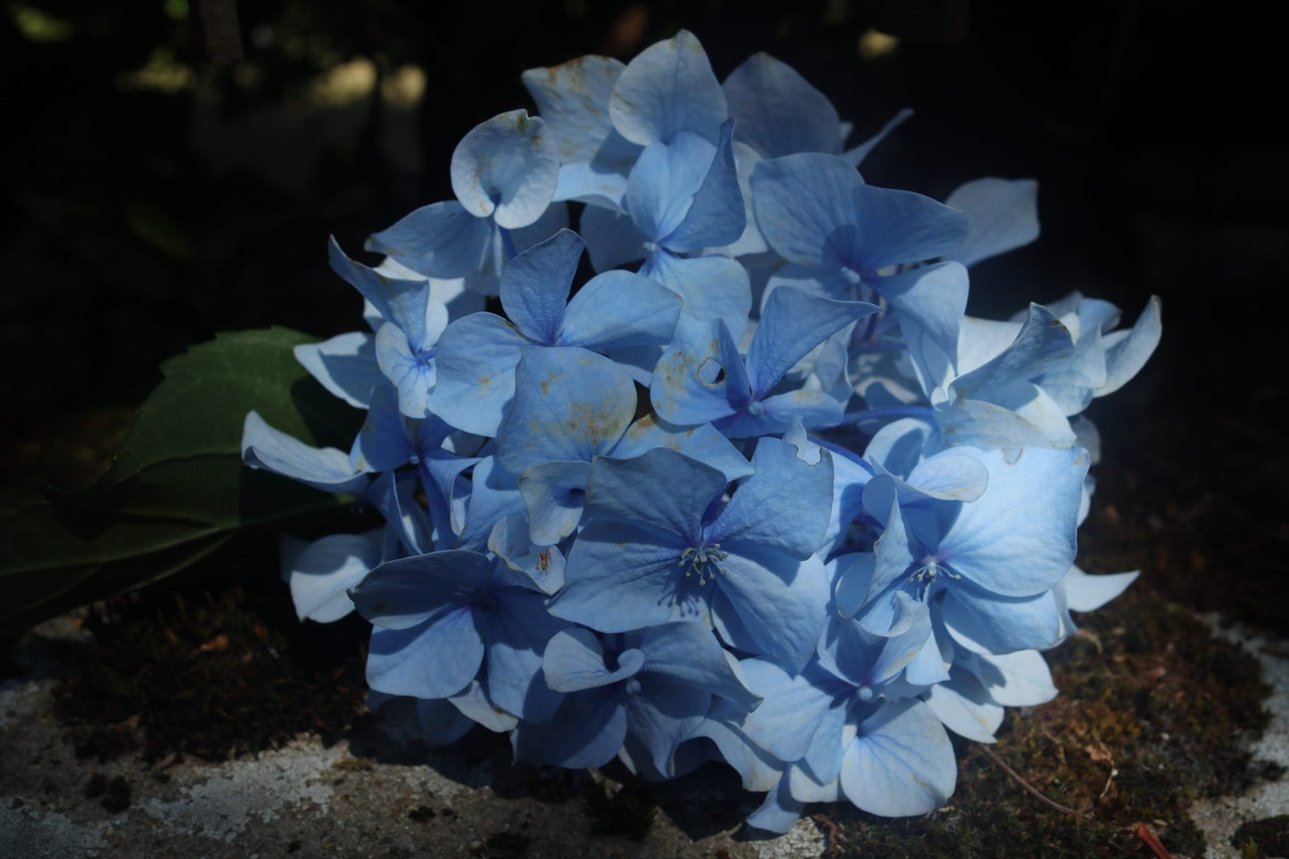 Cuore di Luglio|Fiori veri di Lucca