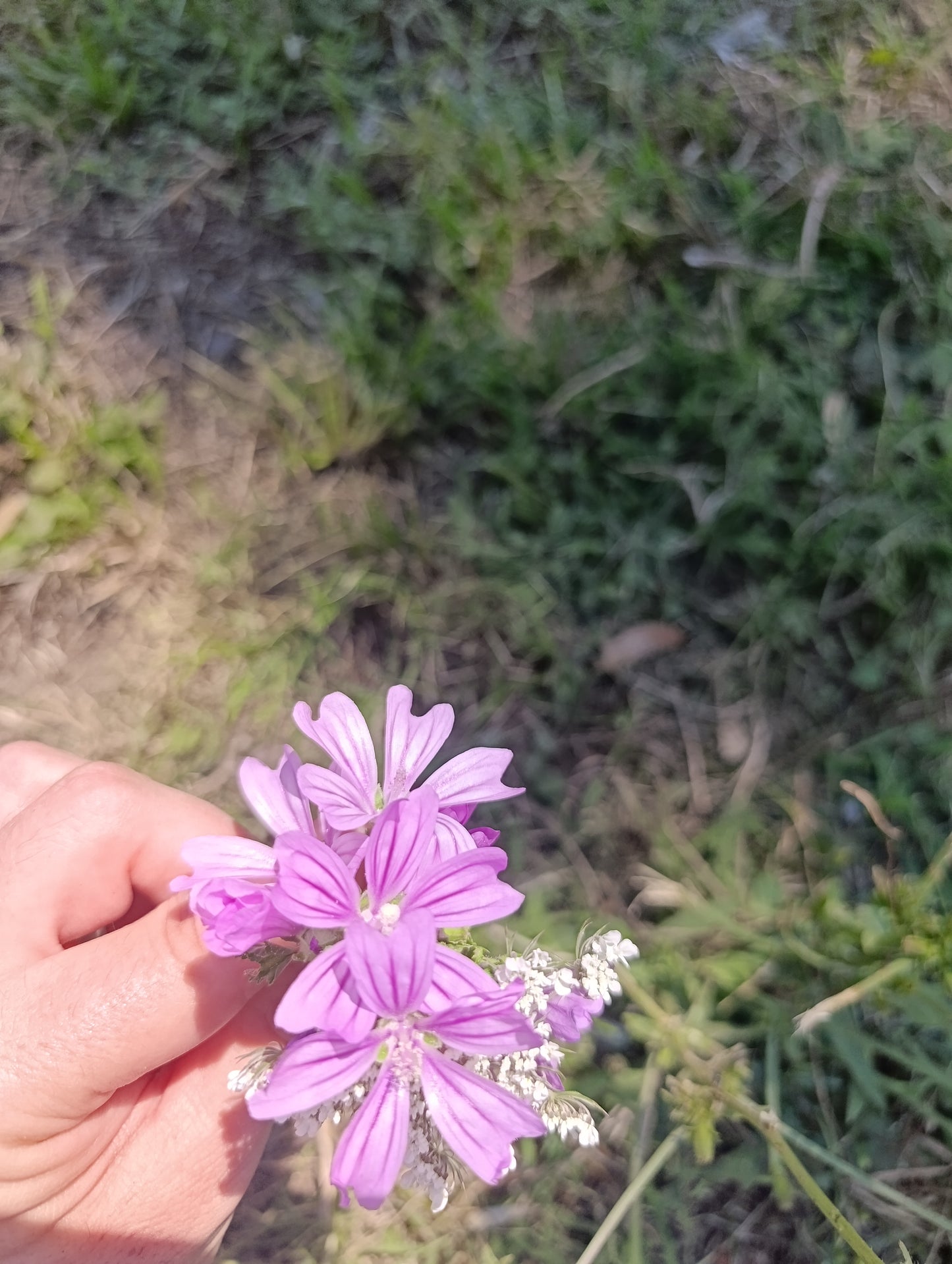 Collana cuore di Nonna|fiori veri di Lucca