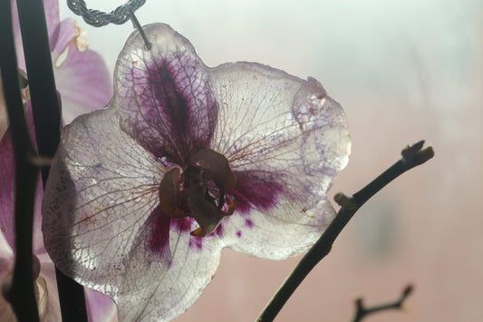 Collana Phaleonopsis grande Argento 925| fiori veri