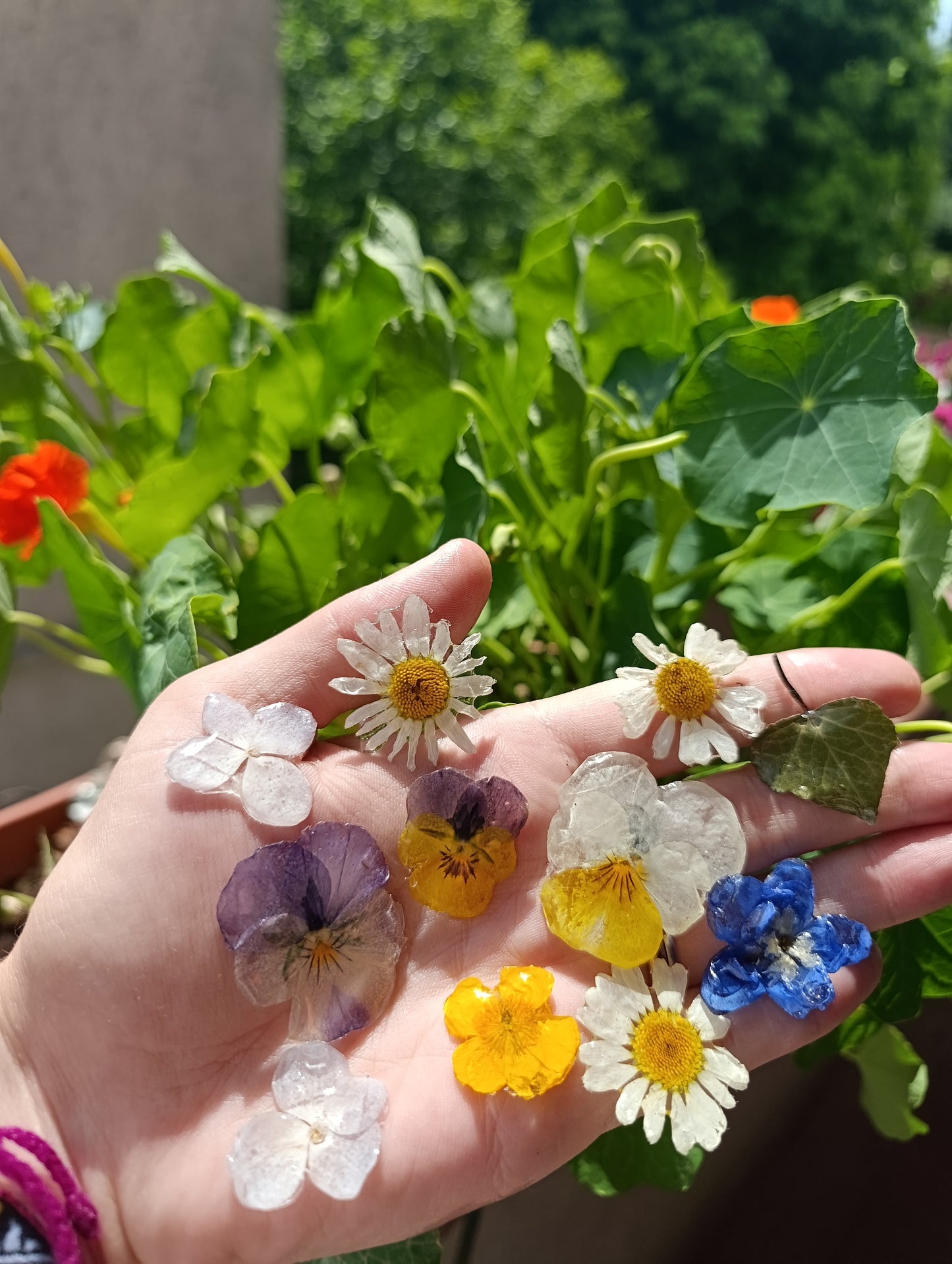 Fiocco Margherita e Ortensia|fiori veri di Lucca|pezzo unico