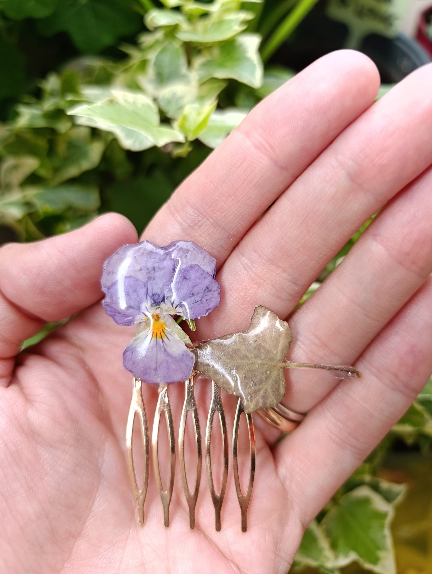 Pettinino Viola del pensiero ed edera|fiori Veri | pezzo unico