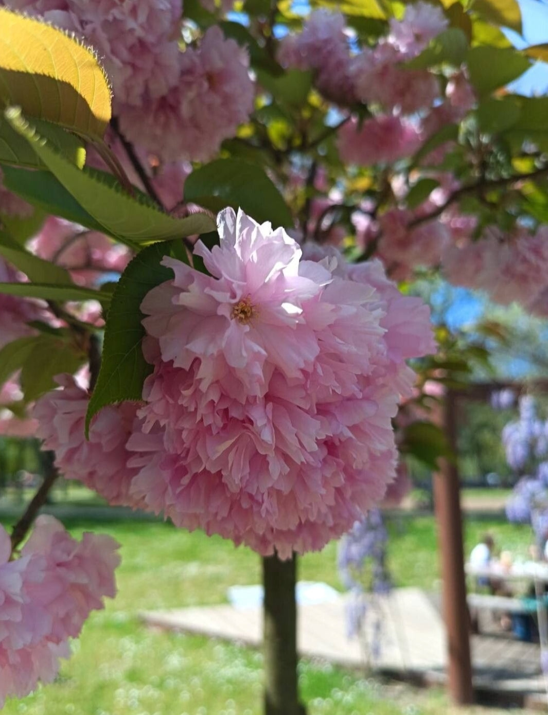 Pettinino botanico con Fiori Veri di Ciliegio Giapponese|Accessorio capelli sposa/ Pezzo unico