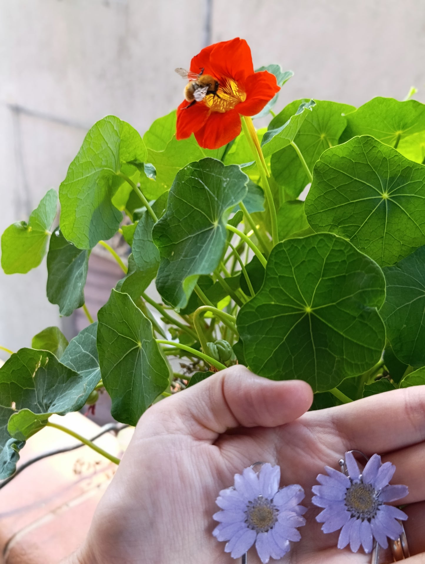 Orecchini Margherite di Campo- fiori veri e resina