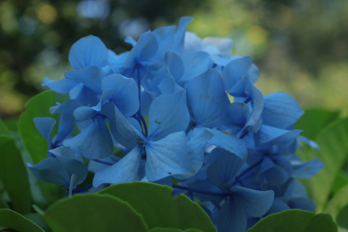 Cuore di Luglio|Fiori veri di Lucca
