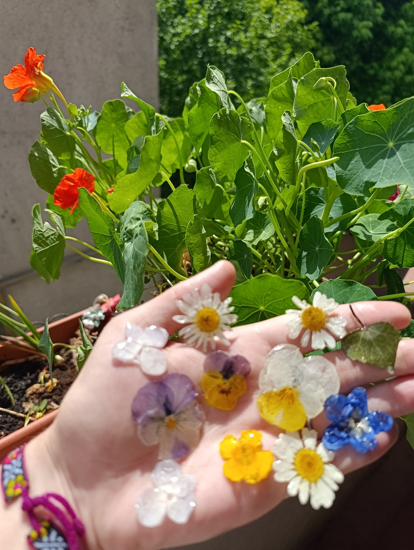 Fiocco Margherita e Ortensia|fiori veri di Lucca|pezzo unico