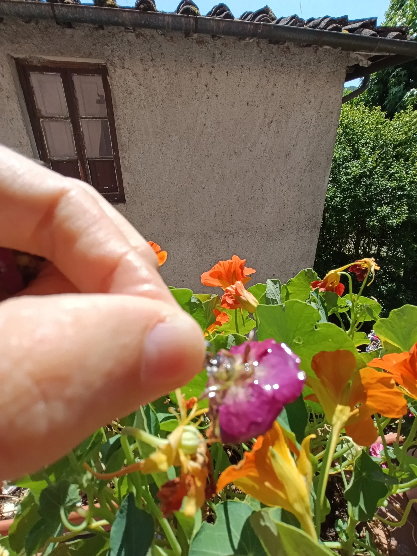 Orecchini lobo Rose di Maggio| pezzo unico|Fiori Veri
