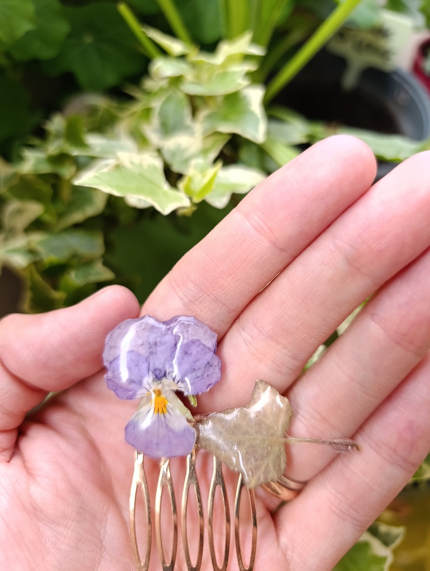 Pettinino Viola del pensiero ed edera|fiori Veri | pezzo unico