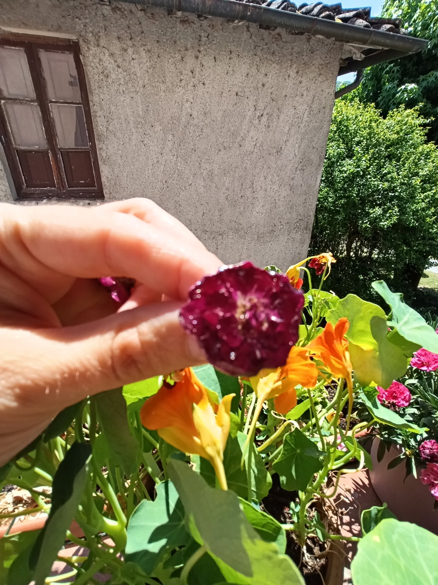 Orecchini lobo Rose di Maggio| pezzo unico|Fiori Veri