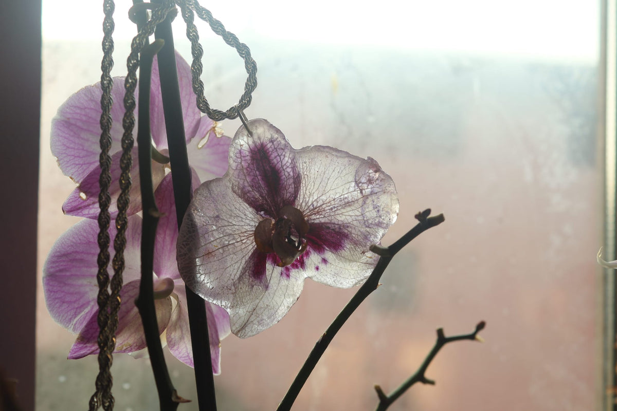 Collana Phaleonopsis grande Argento 925| fiori veri