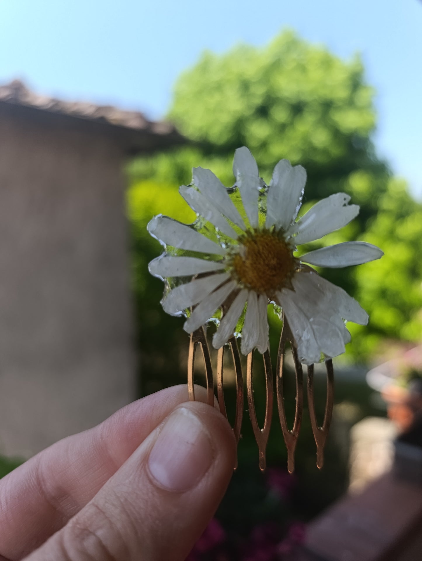 Pettinino Margherita di campo di Lucca|pezzo unico
