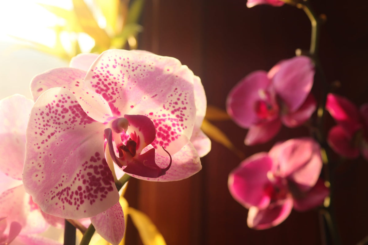 Orecchini Orchidea bronzo | fiori veri e brillanti